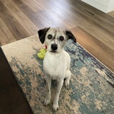 Entry image for Tiger