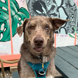 Entry image for Kiki