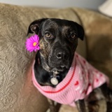 Entry image for Joanna 