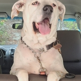 Entry image for Commander Spear 