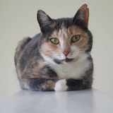 Entry image for Sunset