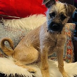 Entry image for Charlie