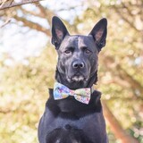 Entry image for Percy