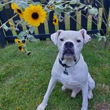 Entry image for Tully (Tullamore Dew)