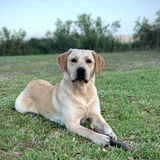 Entry image for Ducky