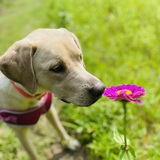 Entry image for Scarlett