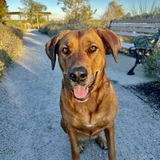 Entry image for Daisy