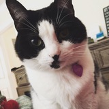 Entry image for Swift