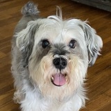 Entry image for Ollie