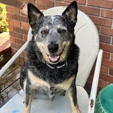 Entry image for River Dog