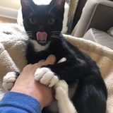 Entry image for Bean- aka Louge Lizard