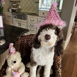 Entry image for Scharlee