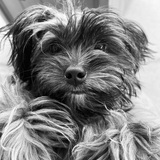 Entry image for Millie