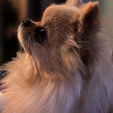 Entry image for Willow Bug