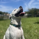 Entry image for Happy