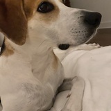 Entry image for Oliver