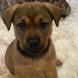 Entry image for Geoegia