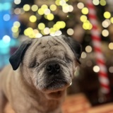 Entry image for Onion