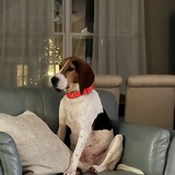 Entry image for Wren