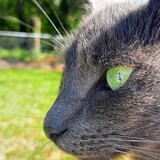 Entry image for George