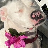 Entry image for Miss holly