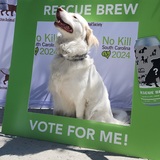 Entry image for Oleander