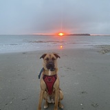 Entry image for Waylon