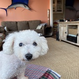 Entry image for Shaggy (for Shaggin’ on the Cooper)