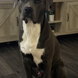 Entry image for Scout