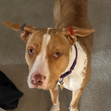 Entry image for Linda