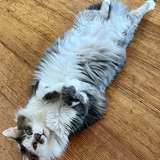 Entry image for Suka