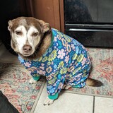 Entry image for Josie