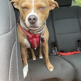 Entry image for Toby