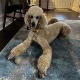 Entry image for Woodstock aka Woody