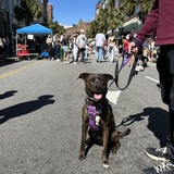 Entry image for Nola 