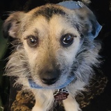 Entry image for Penelope 