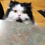 Entry image for Pepe`