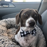 Entry image for Phat Willy 