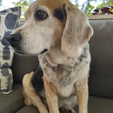 Entry image for Pippa