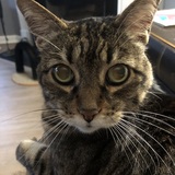 Entry image for Tabitha