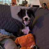 Entry image for Trace