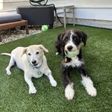 Entry image for Vinny and Trace