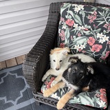 Entry image for Polo & Bear