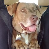 Entry image for Ruckus