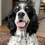 Entry image for Cooper