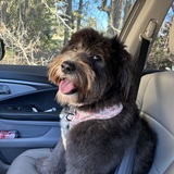 Entry image for Sophia