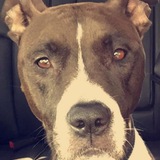 Entry image for Roxi