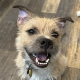 Entry image for Rodney