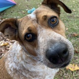 Entry image for Paige