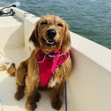 Entry image for Lucy